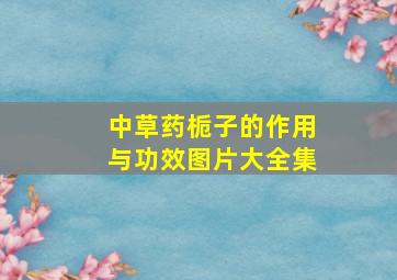 中草药栀子的作用与功效图片大全集