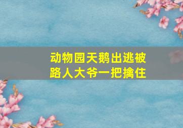 动物园天鹅出逃被路人大爷一把擒住