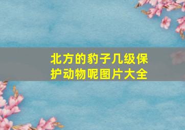 北方的豹子几级保护动物呢图片大全