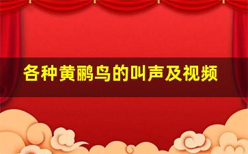 各种黄鹂鸟的叫声及视频