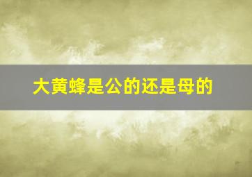 大黄蜂是公的还是母的