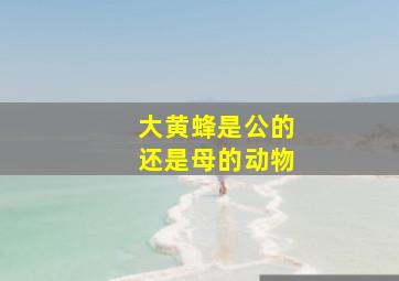 大黄蜂是公的还是母的动物