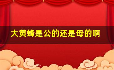 大黄蜂是公的还是母的啊