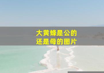 大黄蜂是公的还是母的图片