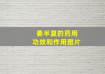 姜半夏的药用功效和作用图片