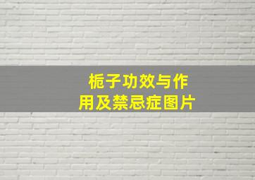 栀子功效与作用及禁忌症图片