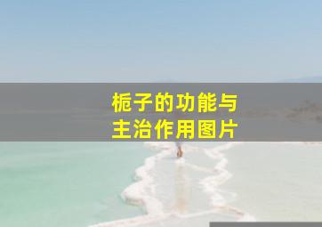 栀子的功能与主治作用图片