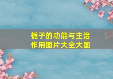 栀子的功能与主治作用图片大全大图