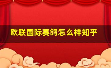 欧联国际赛鸽怎么样知乎