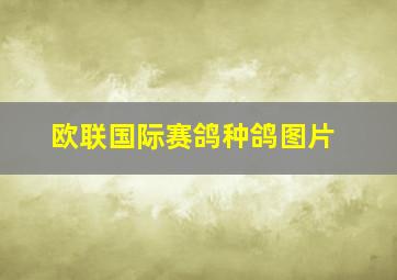 欧联国际赛鸽种鸽图片