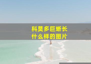 科莫多巨蜥长什么样的图片