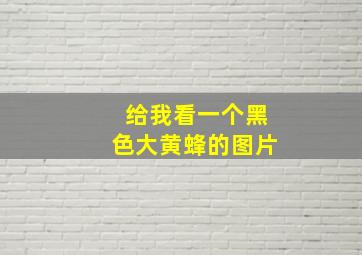 给我看一个黑色大黄蜂的图片