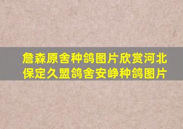 詹森原舍种鸽图片欣赏河北保定久盟鸽舍安峥种鸽图片