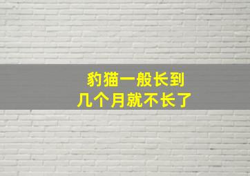 豹猫一般长到几个月就不长了