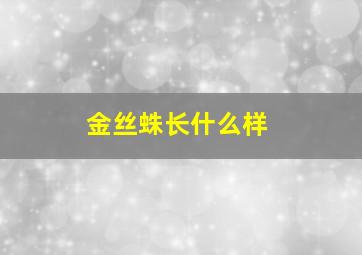 金丝蛛长什么样