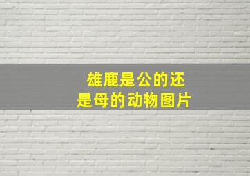 雄鹿是公的还是母的动物图片