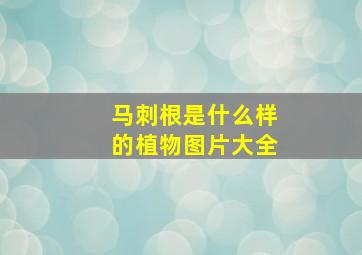 马刺根是什么样的植物图片大全