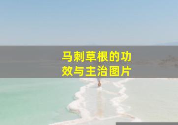 马刺草根的功效与主治图片