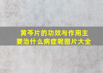 黄芩片的功效与作用主要治什么病症呢图片大全