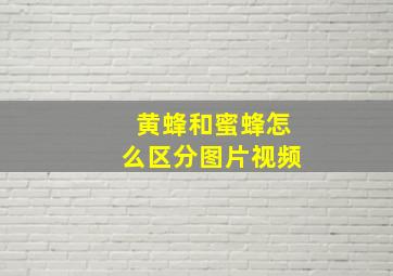 黄蜂和蜜蜂怎么区分图片视频