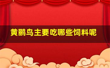 黄鹂鸟主要吃哪些饲料呢