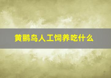 黄鹂鸟人工饲养吃什么