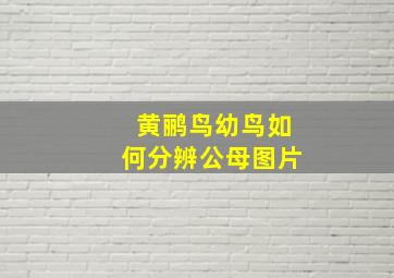 黄鹂鸟幼鸟如何分辨公母图片