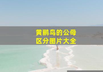 黄鹂鸟的公母区分图片大全