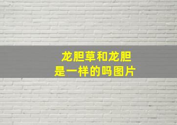 龙胆草和龙胆是一样的吗图片